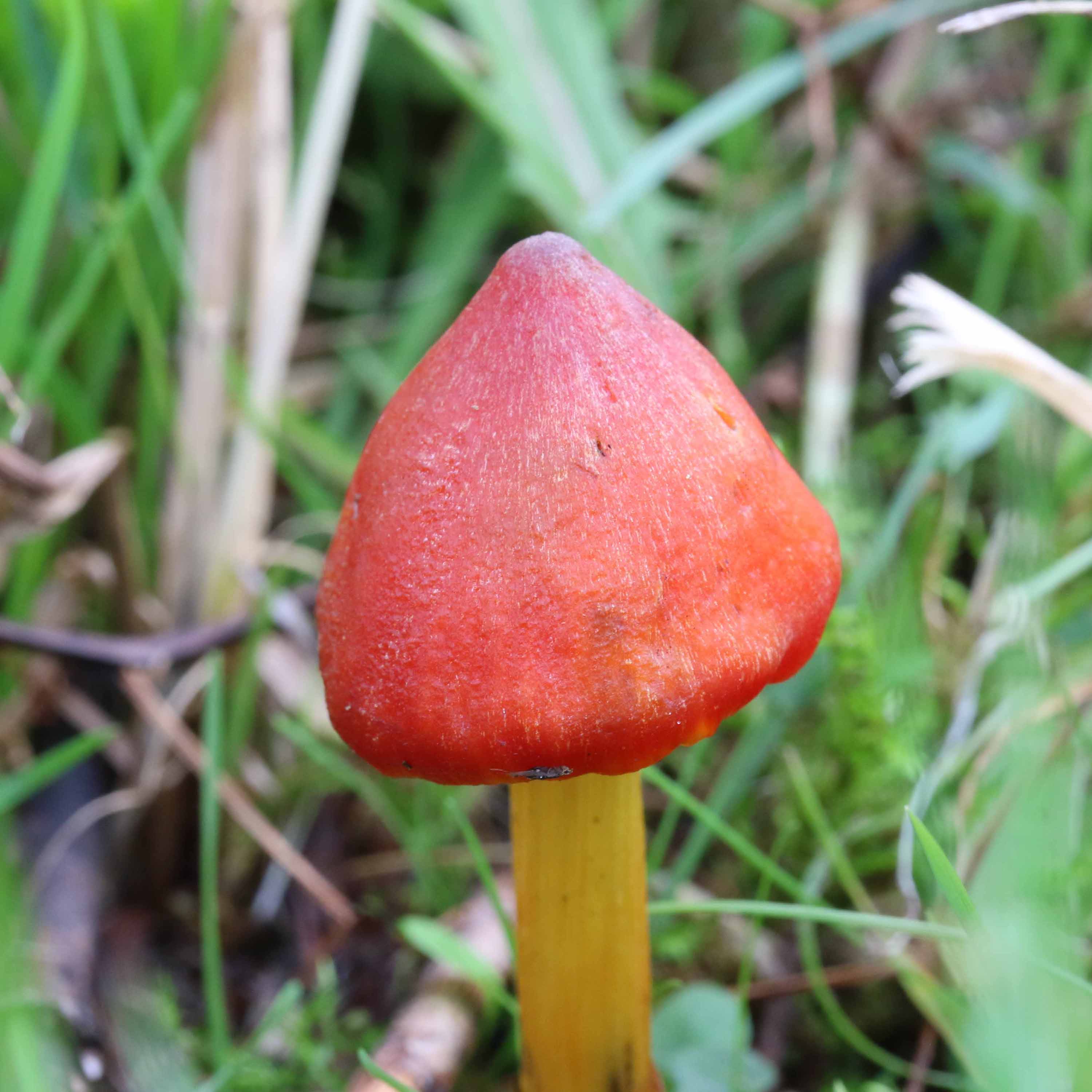 Welk paddestoeltje is dit?